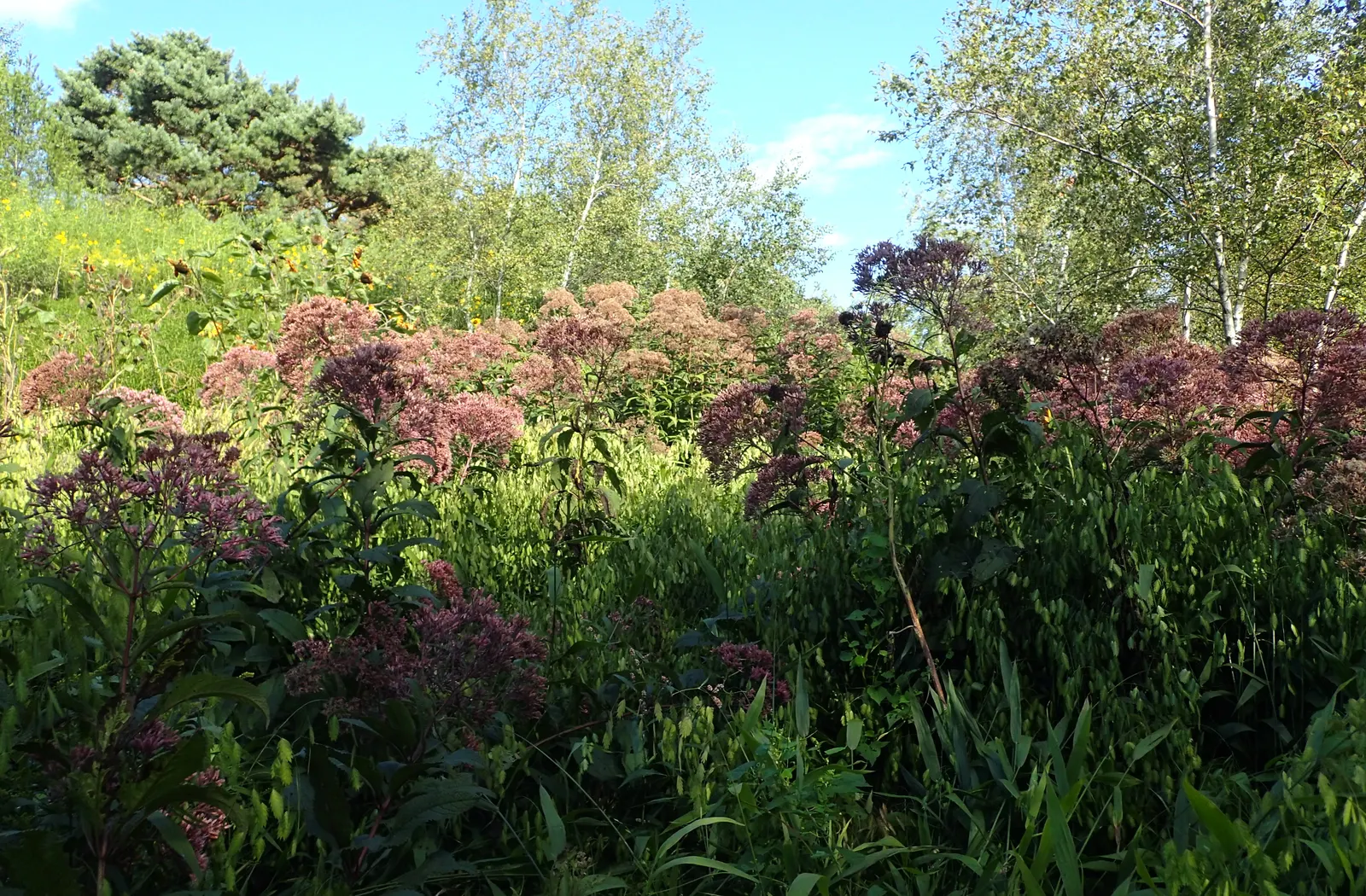 Gateway Joe Pye Weed (Eupatorium Maculatum 'Gateway') — is a robust perennial standing at a commanding height of 4 to 5 feet with a spread of 2 to 3 feet