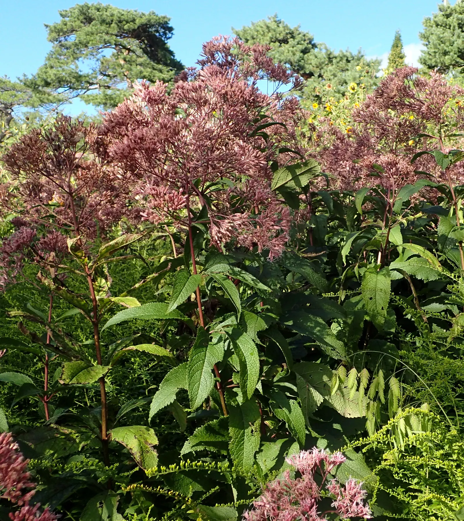 Gateway Joe Pye Weed (Eupatorium Maculatum 'Gateway') — commonly known as Gateway Joe Pye Weed