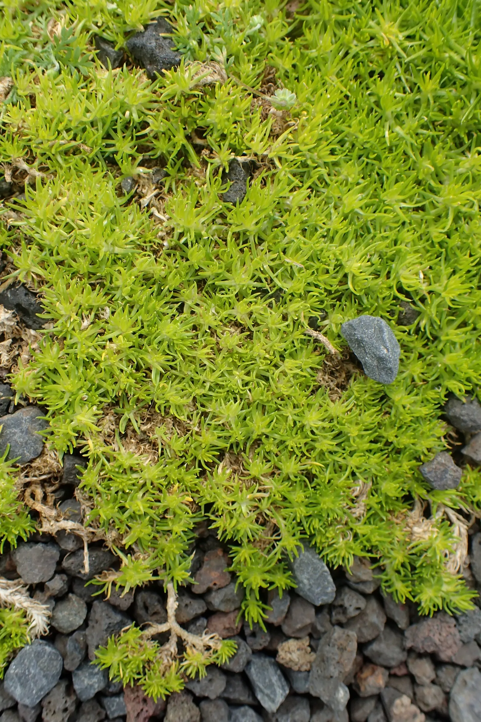 Scotch Moss (Sagina Subulata 'Aurea') — Ideal for rockeries and between stepping stones