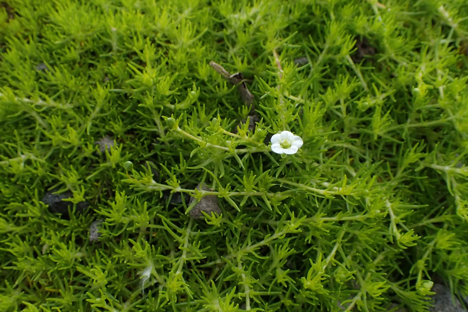 Scotch Moss (Sagina Subulata 'Aurea') — Preferring moist, well-drained soil, it adorns gardens with petite, star-shaped white flowers in spring