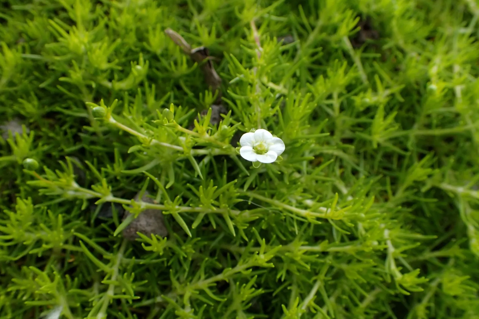 Scotch Moss (Sagina Subulata 'Aurea') — moss-like carpet of golden-green