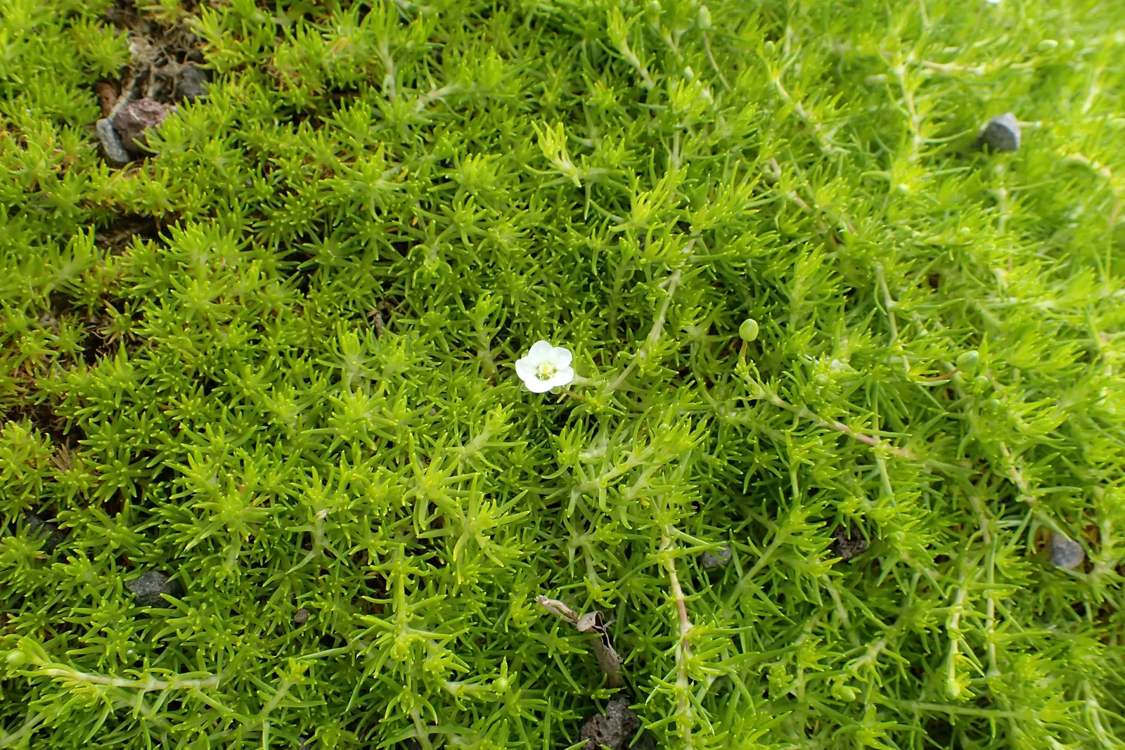 Scotch Moss (Sagina Subulata 'Aurea') — mat-forming perennial that provides a lush