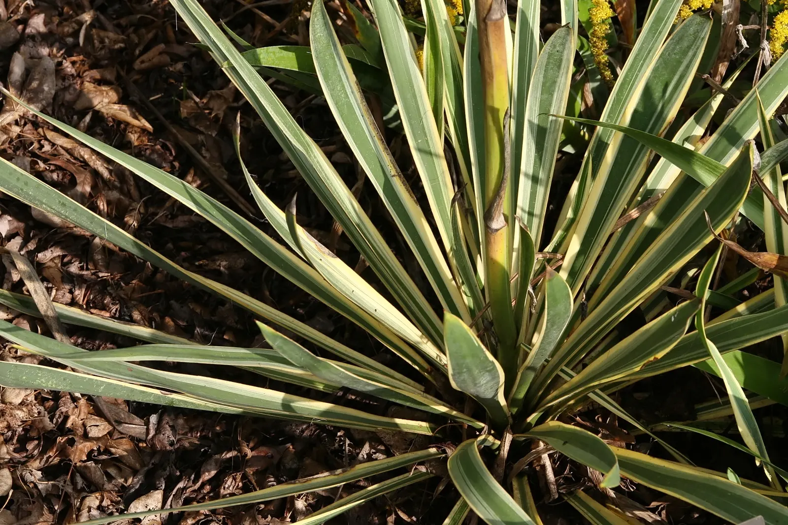 Bright Edge Yucca (Yucca Filamentosa 'Bright Edge') — The Yucca filamentosa 'Bright Edge' is an evergreen perennial with striking sword-like leaves