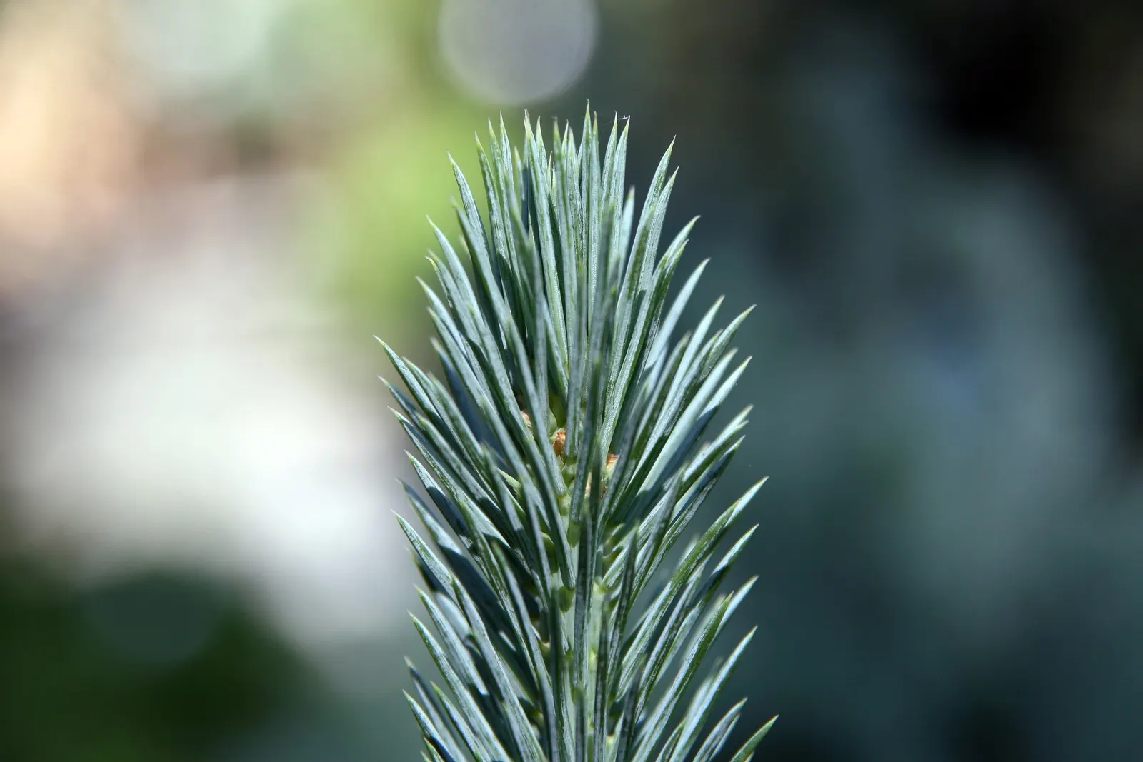 Sester's Dwarf Blue Spruce (Picea Pungens 'Sester's Dwarf') — offering year-round interest with its striking steel-blue needles