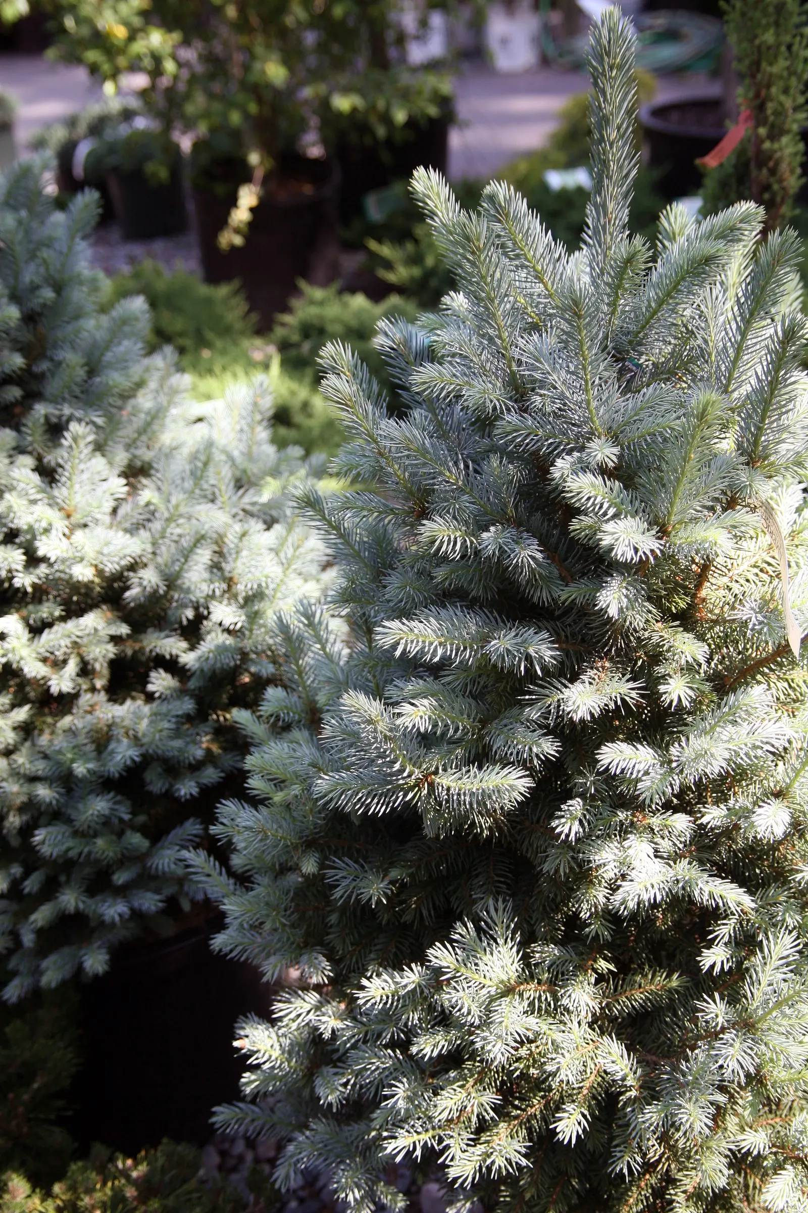 Sester's Dwarf Blue Spruce (Picea Pungens 'Sester's Dwarf') — Growing slowly, it reaches 6-10 feet in height and 4-6 feet in width at maturity