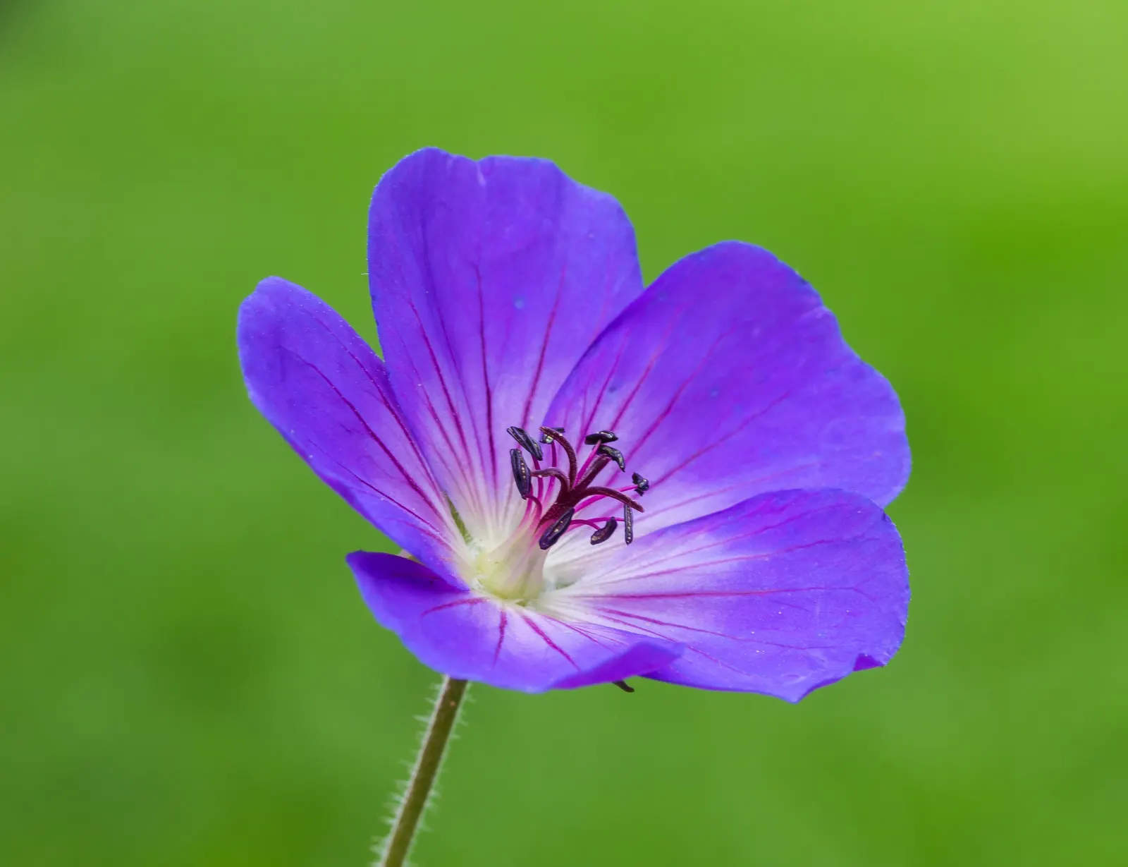 Rozanne Cranesbill (Geranium 'Rozanne') — ground cover / perennial with blue and violet blooms