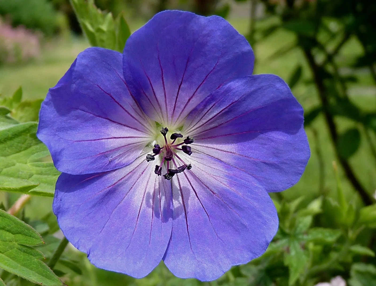 Rozanne Cranesbill (Geranium 'Rozanne') — Attracts pollinators while being deer-resistant, it's excellent for borders or mass plantings