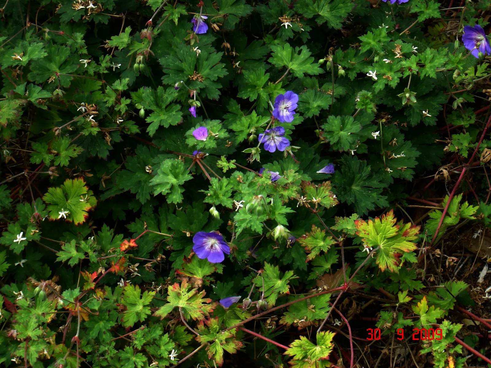 Rozanne Cranesbill (Geranium 'Rozanne') — The Geranium 'Rozanne' (Geranium x 'Rozanne') is a standout perennial