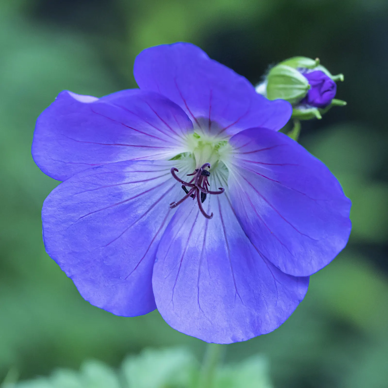 Rozanne Cranesbill (Geranium 'Rozanne') — Geranium 'Rozanne' offers vibrant violet-blue flowers with white centers