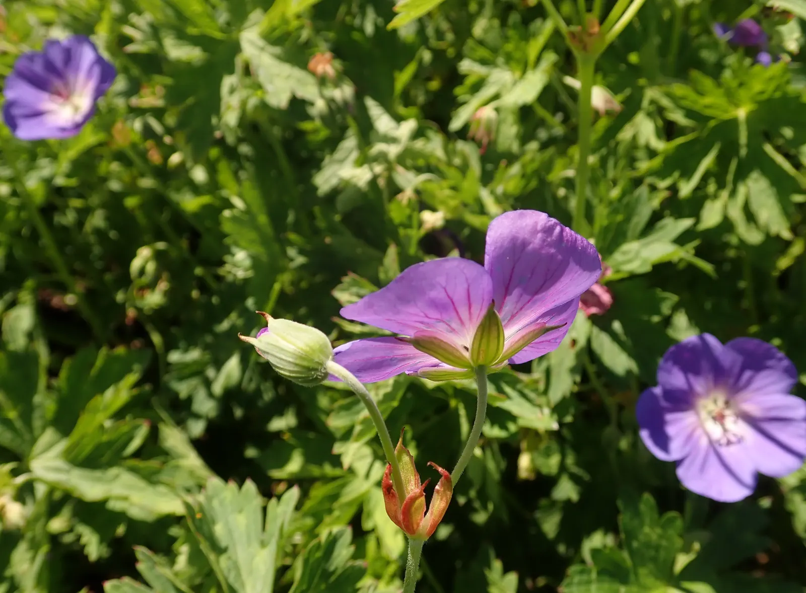 Rozanne Cranesbill (Geranium 'Rozanne') — Its mounding and slightly trailing habit makes it ideal for use as a ground cover