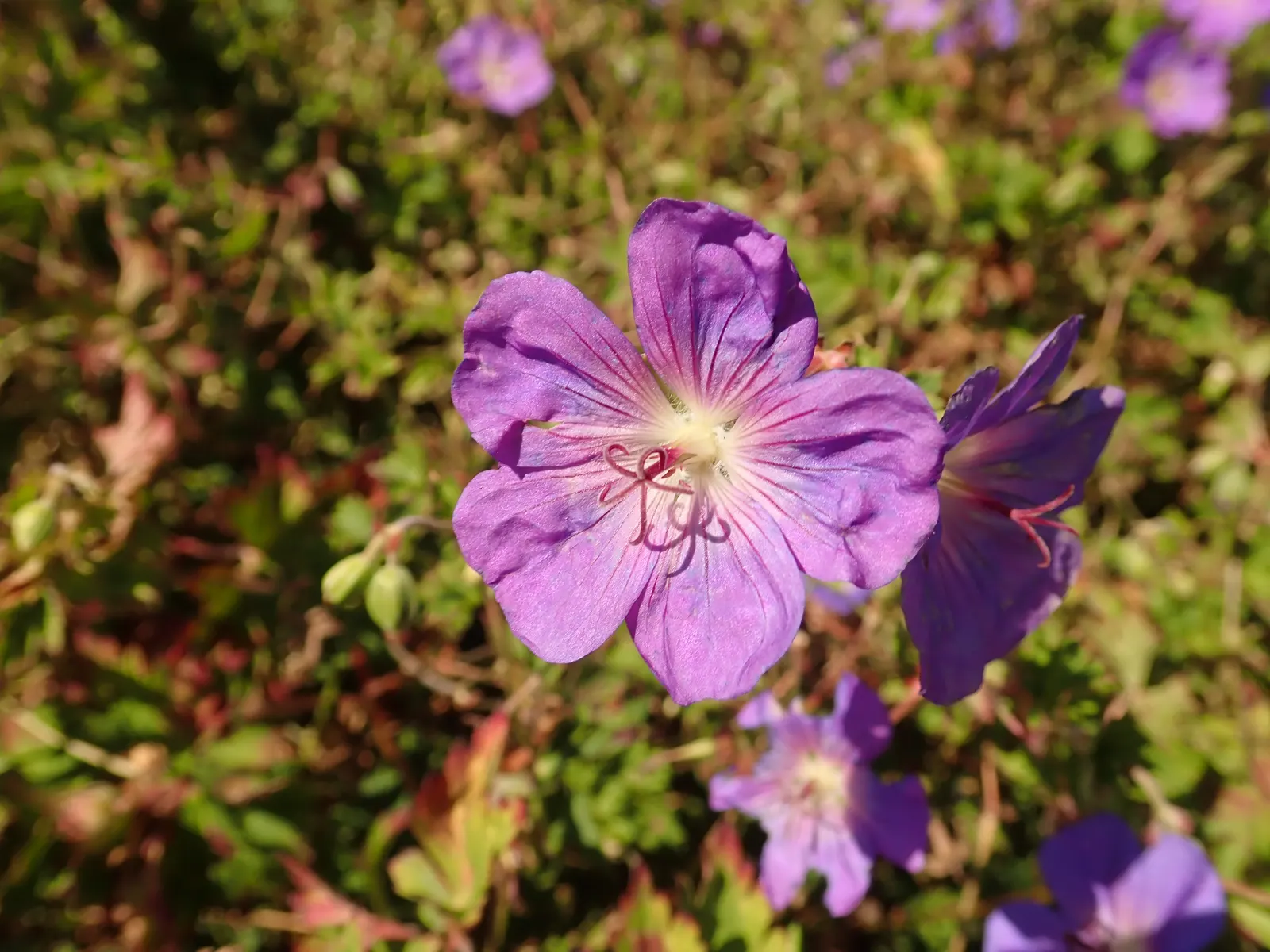 Rozanne Cranesbill (Geranium 'Rozanne') — the Geranium 'Rozanne' is an outstanding choice