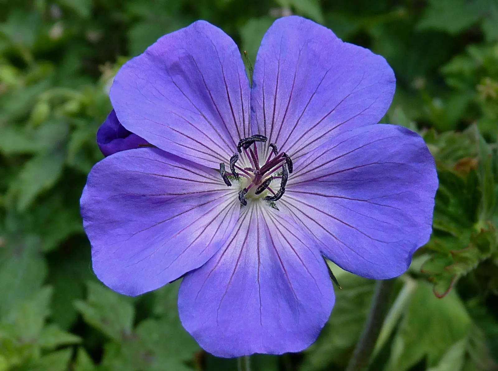 Rozanne Cranesbill (Geranium 'Rozanne') — preferring full sun to partial shade