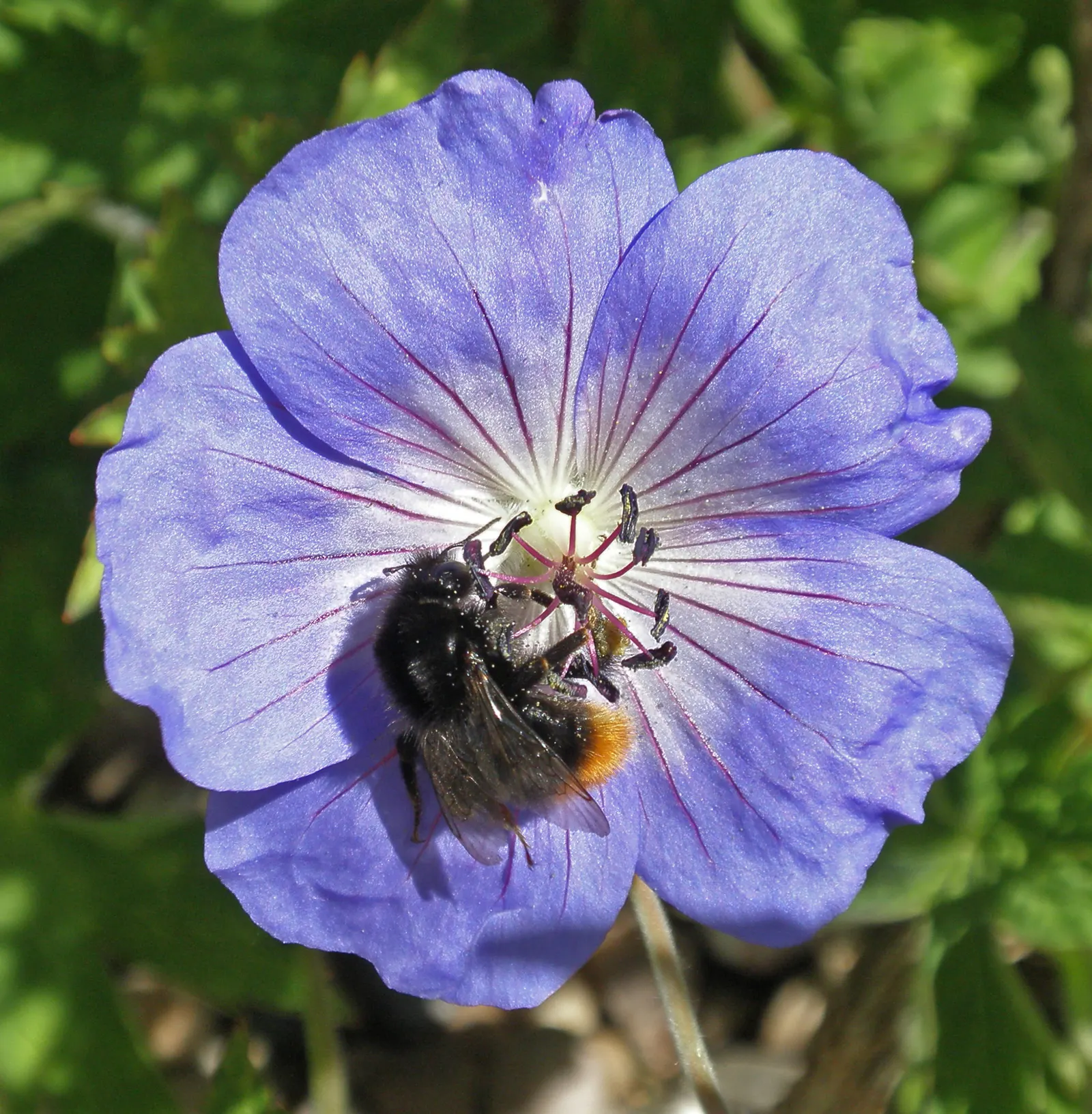 Rozanne Cranesbill (Geranium 'Rozanne') — offering a long bloom time and vigorous growth