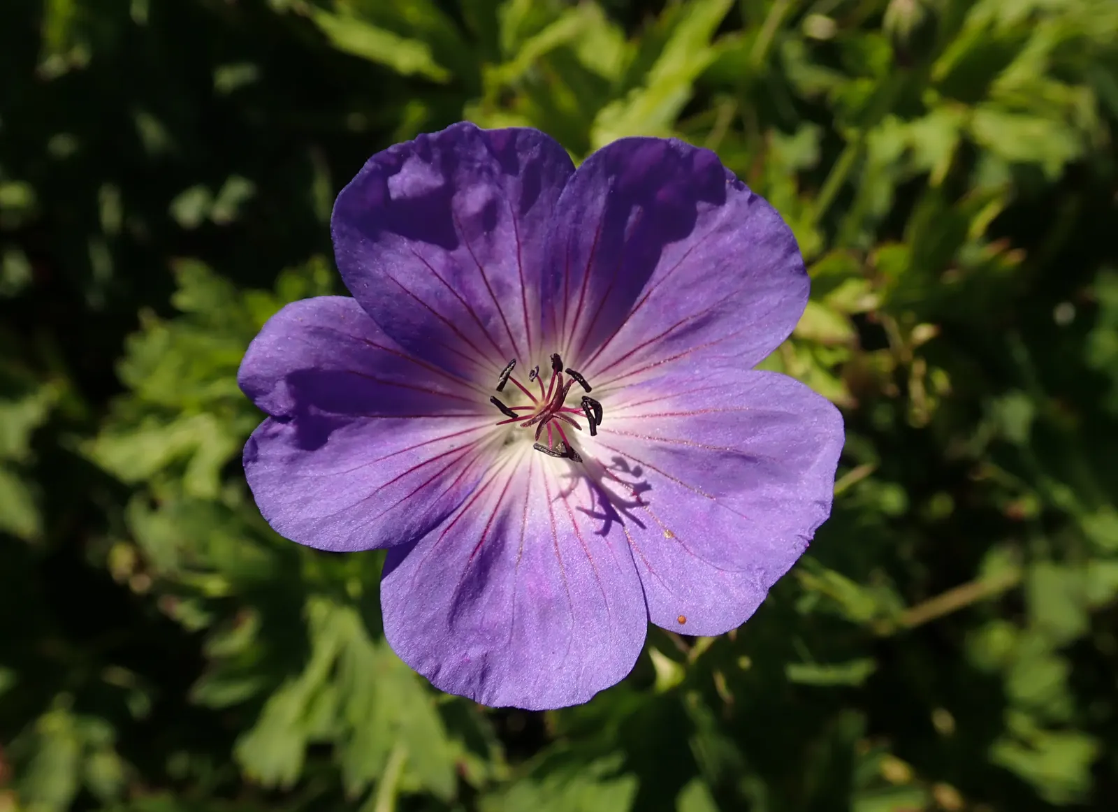 Rozanne Cranesbill (Geranium 'Rozanne') — Geranium 'Rozanne' offers vibrant violet-blue flowers with white centers; preferring full sun to partial shade