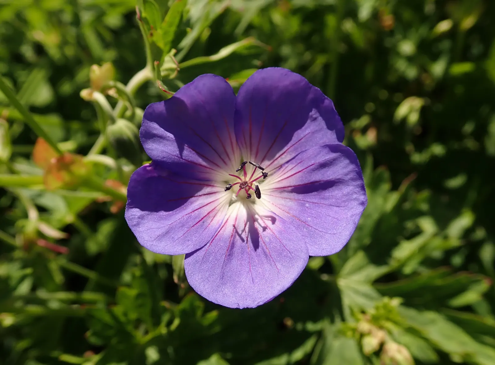 Rozanne Cranesbill (Geranium 'Rozanne') — Hardy in USDA zones 5 through 8, it can tolerate a wide range of conditions once established
