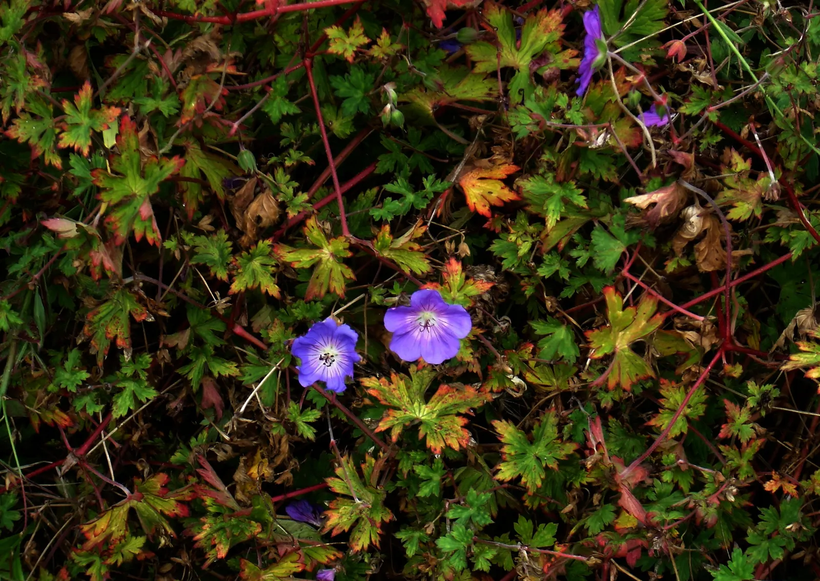 Rozanne Cranesbill (Geranium 'Rozanne') — saucer-shaped flowers with violet-blue petals and striking white centers