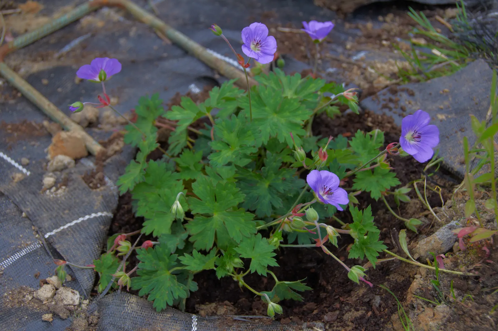 Rozanne Cranesbill (Geranium 'Rozanne') — ground cover / perennial for full or half