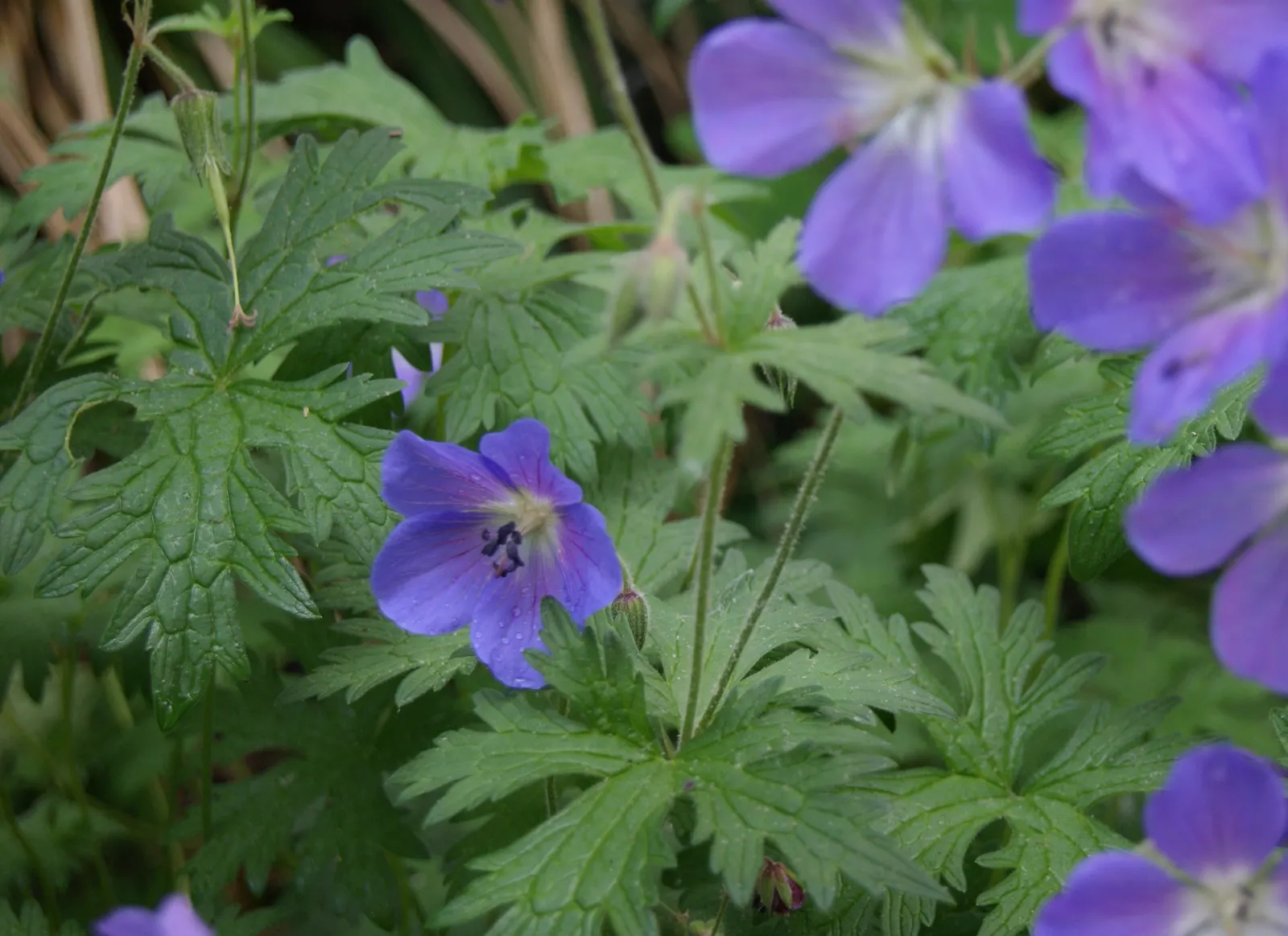 Rozanne Cranesbill (Geranium 'Rozanne') — the 'Rozanne' can provide a continuous display of color for about four months