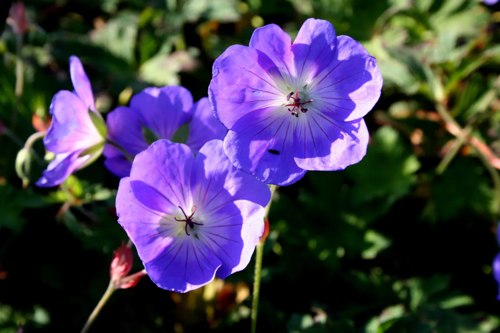 Rozanne Cranesbill (Geranium 'Rozanne') — highlighted by dark maroon veining