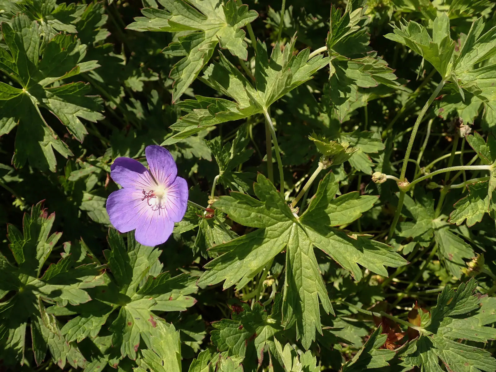 Rozanne Cranesbill (Geranium 'Rozanne') — or in container arrangements