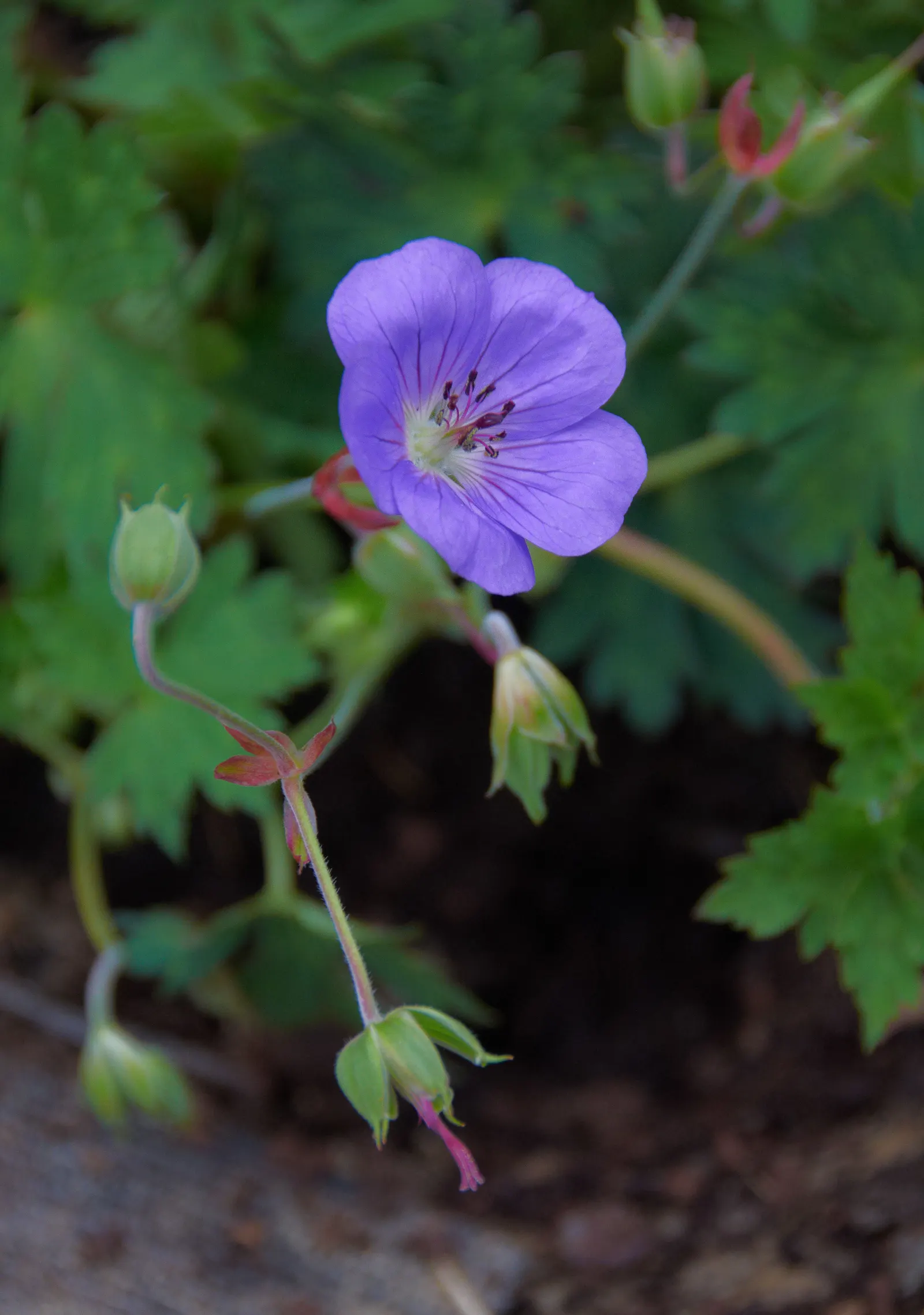 Rozanne Cranesbill (Geranium 'Rozanne') — blooming incessantly from June to frost