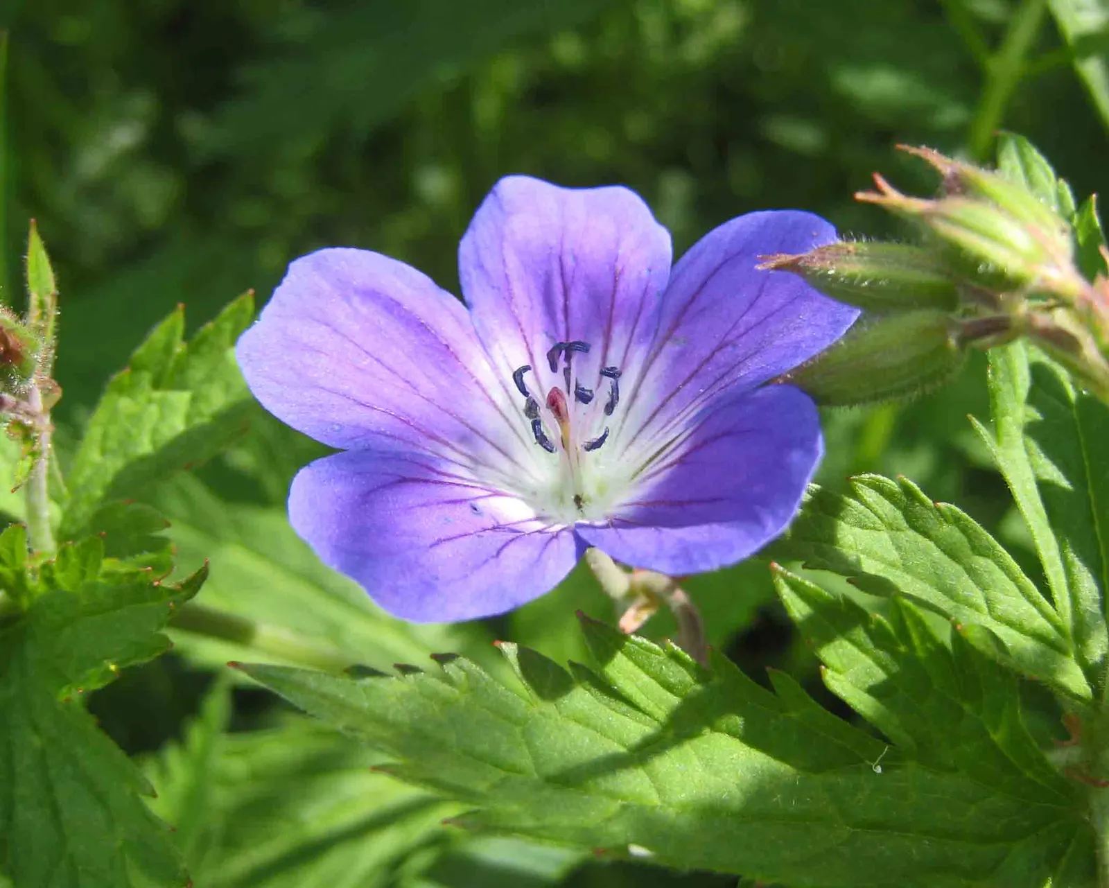 Rozanne Cranesbill (Geranium 'Rozanne') — Flowering prolifically from late spring well into fall