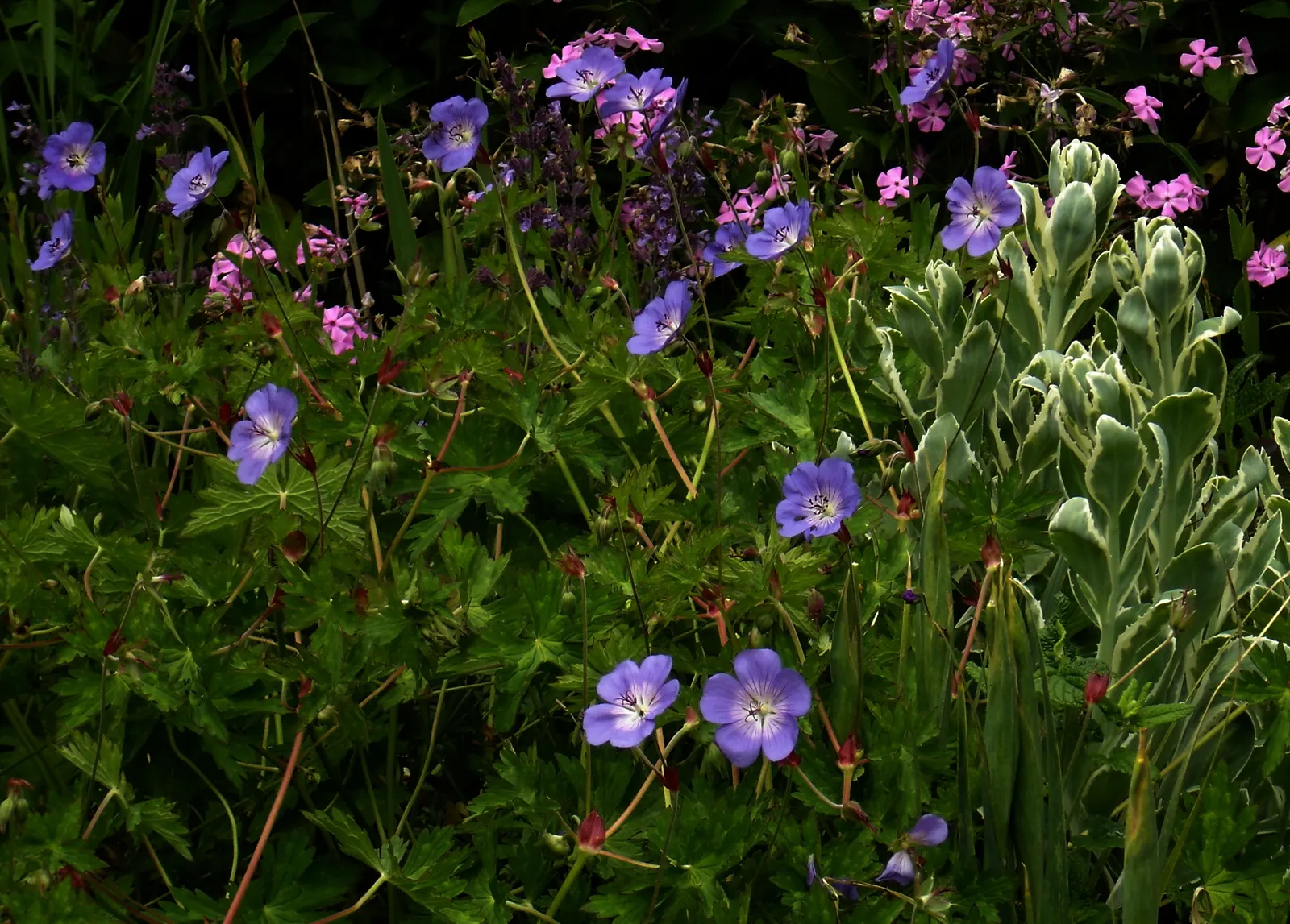 Rozanne Cranesbill (Geranium 'Rozanne') — Boasting an award-winning status for its exceptional garden performance