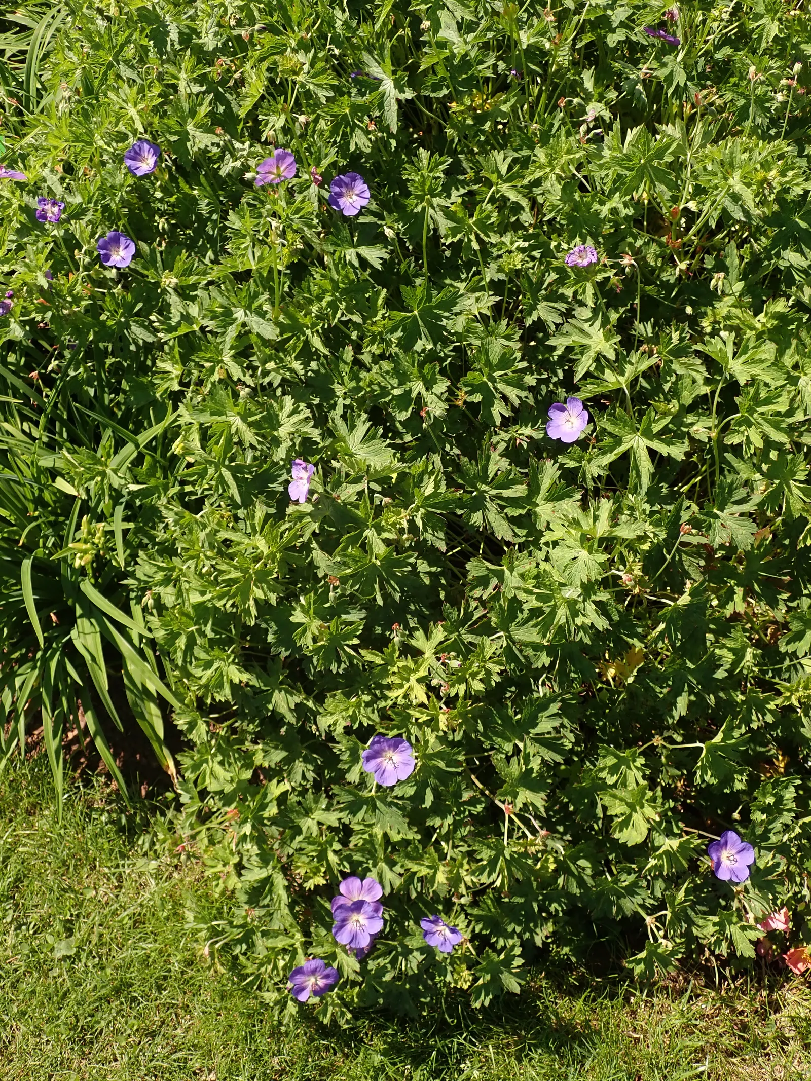 Rozanne Cranesbill (Geranium 'Rozanne') — it reaches up to 20 inches in height and spreads up to 24 inches