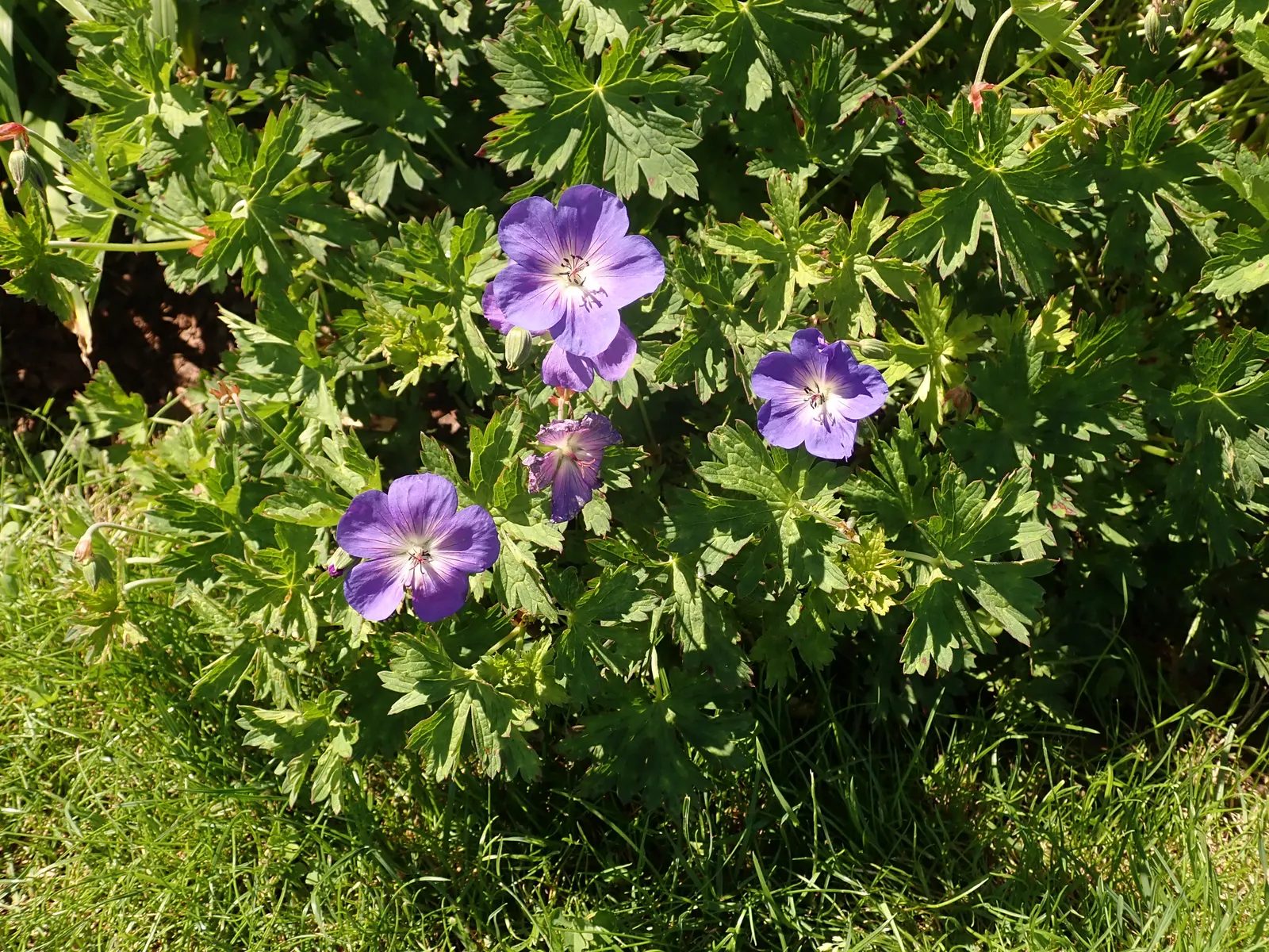 Rozanne Cranesbill (Geranium 'Rozanne') — requiring minimal maintenance