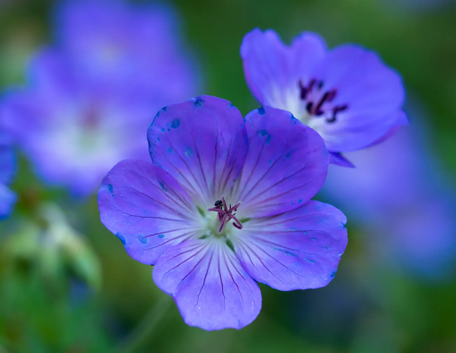 Rozanne Cranesbill (Geranium 'Rozanne') — it is relatively low maintenance