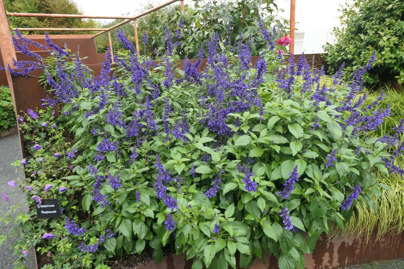 Rozanne Cranesbill (Geranium 'Rozanne') — With moderate water needs