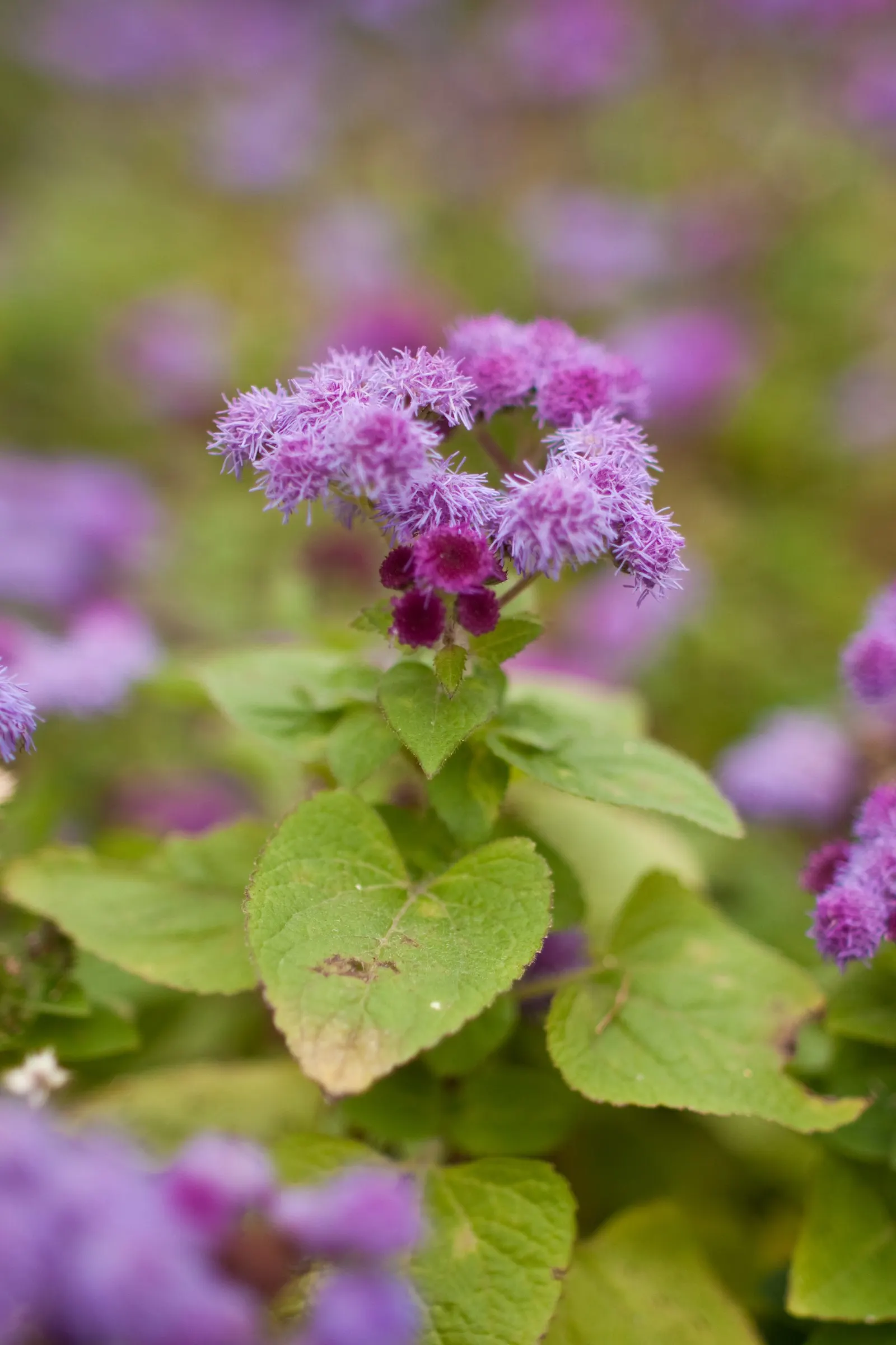 Blue Danube Ageratum (Ageratum 'Blue Danube') — is prized for its vibrant blue blooms that offer a pop of color from late spring to frost