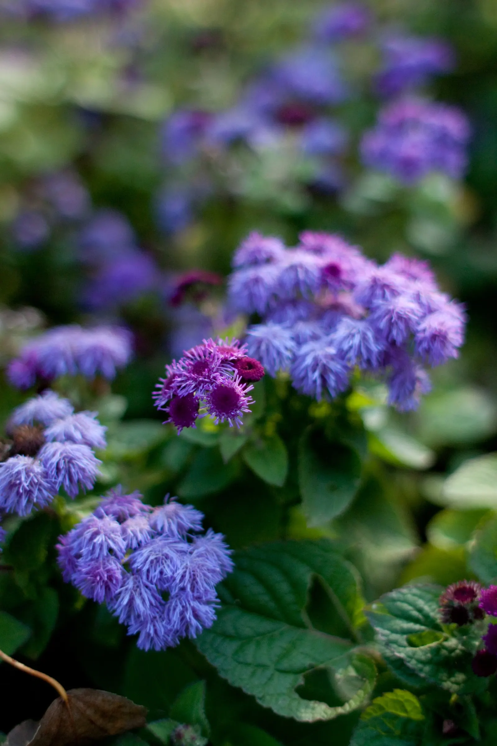 Blue Danube Ageratum (Ageratum 'Blue Danube') — This compact annual reaches about 6 to 8 inches in height and spreads 6 to 8 inches wide