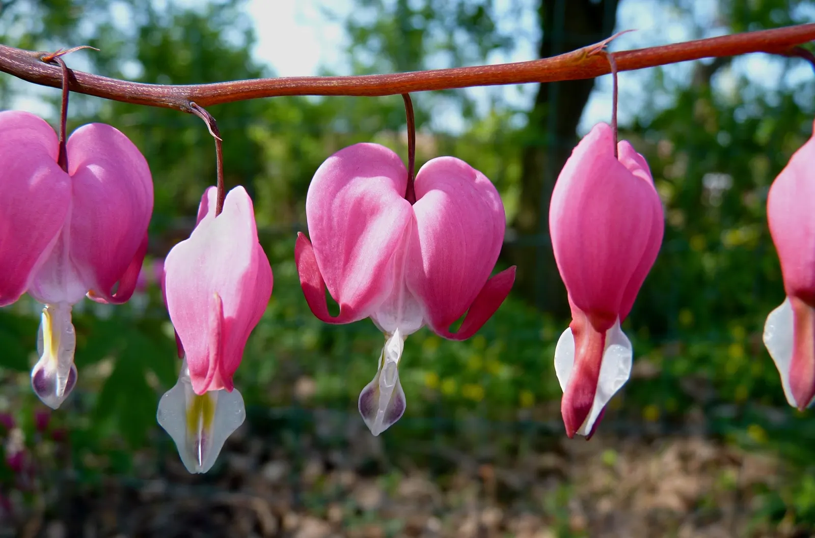 Common Bleeding Heart (Dicentra Spectabilis) — With its low maintenance requirements; ideal for woodland gardens, it offers striking foliage and requires