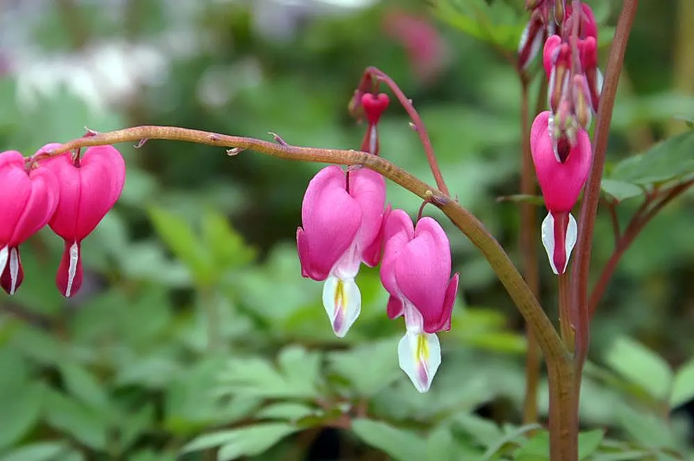 Common Bleeding Heart (Dicentra Spectabilis) — is a captivating perennial featuring arching stems adorned with heart-shaped pink and white flowers; reaching