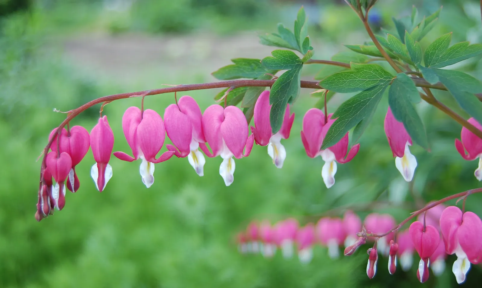 Common Bleeding Heart (Dicentra Spectabilis) — multi-colored and pink and white flowers in the garden; offering a graceful display of heart-shaped blooms