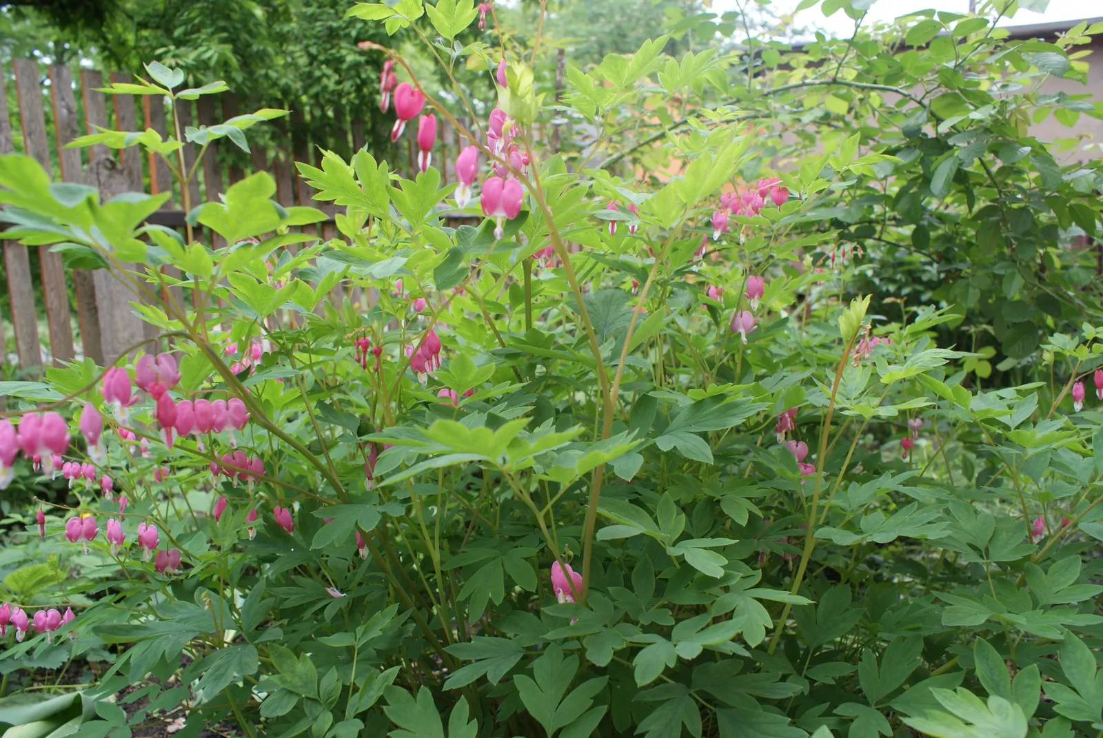 Common Bleeding Heart (Dicentra Spectabilis) — which give rise to pendulous