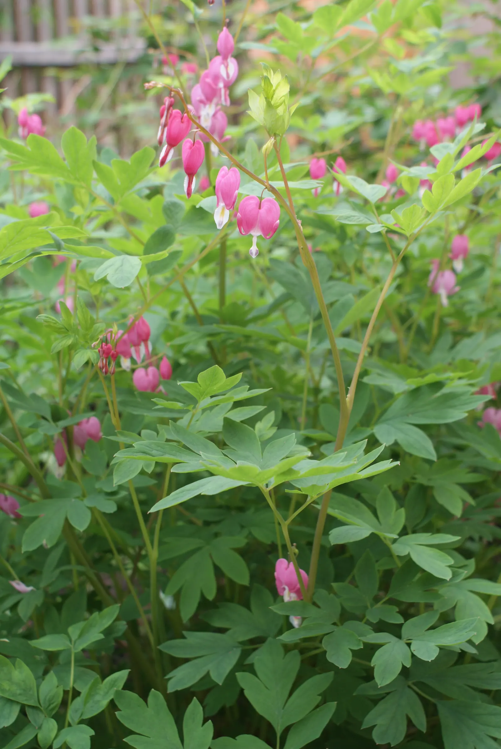 Common Bleeding Heart (Dicentra Spectabilis) — Ideal for woodland gardens, it offers striking foliage and requires minimal maintenance once established