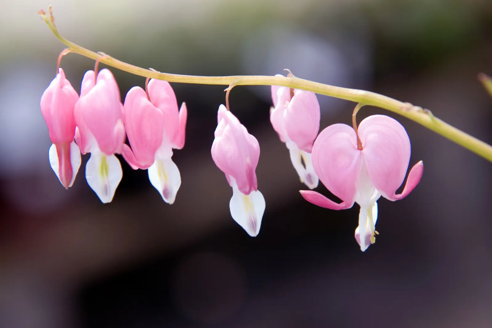 Common Bleeding Heart (Dicentra Spectabilis) — It attains a mature stature of approximately 24 to 36 inches in height