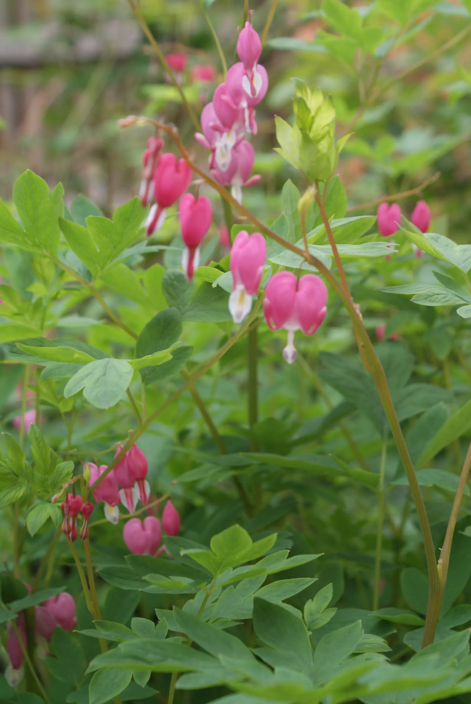 Common Bleeding Heart (Dicentra Spectabilis) — is a captivating perennial featuring arching stems adorned with heart-shaped pink and white flowers, image 51