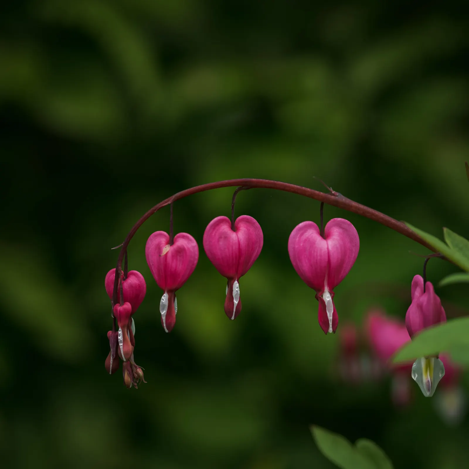 Common Bleeding Heart (Dicentra Spectabilis) — with a similar spread of 18 to 30 inches