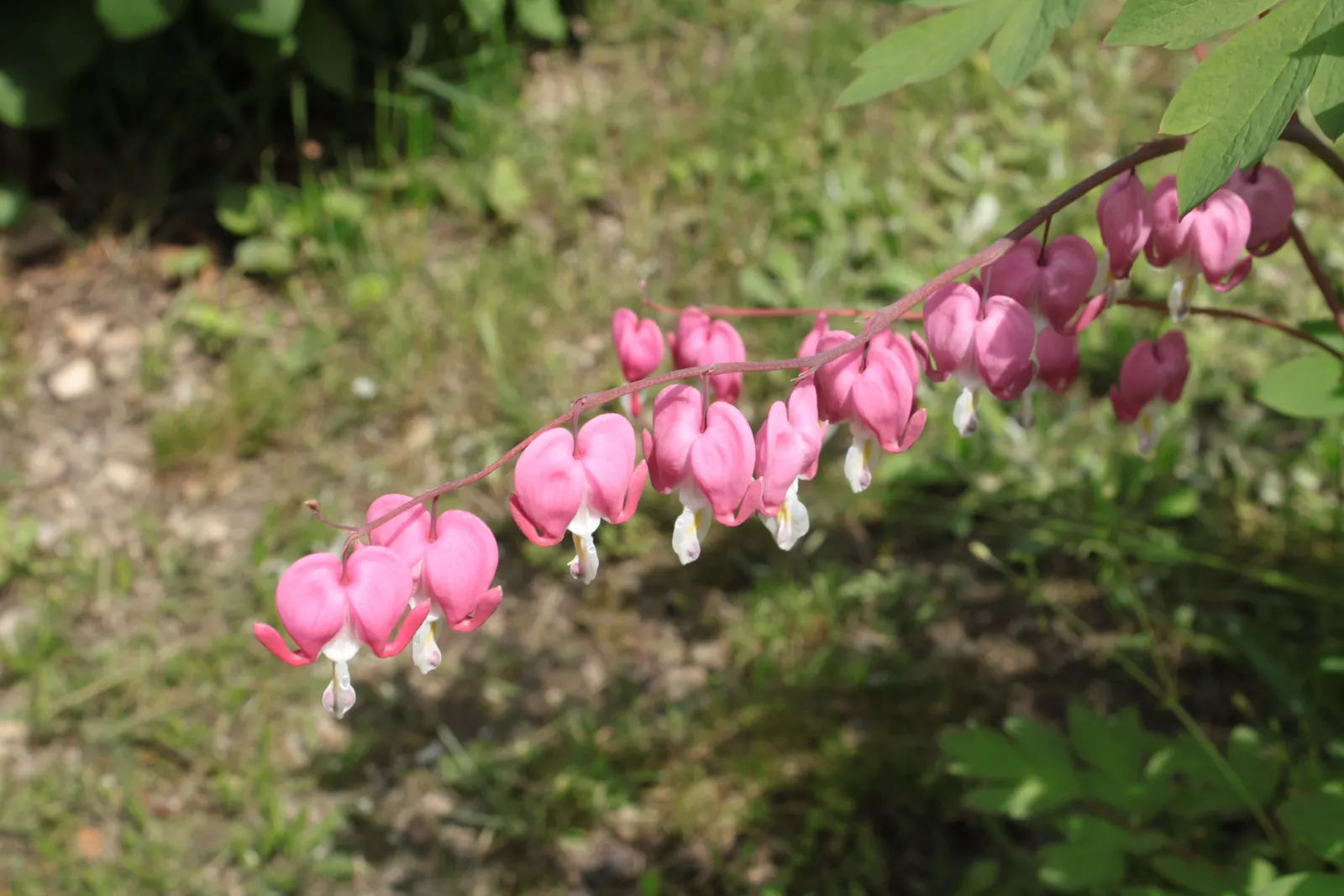 Common Bleeding Heart (Dicentra Spectabilis) — each with a unique "bleeding heart" appearance; perennial with multi-colored and pink and white blooms