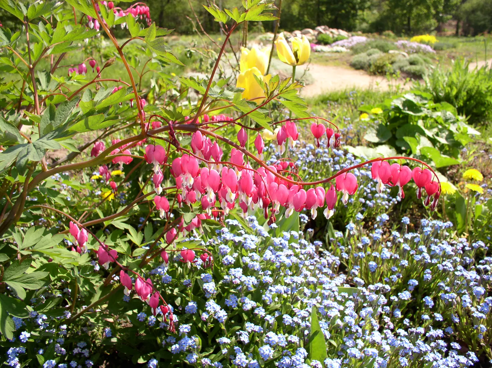 Common Bleeding Heart (Dicentra Spectabilis) — perennial for half or shade; while generally being resistant to deer