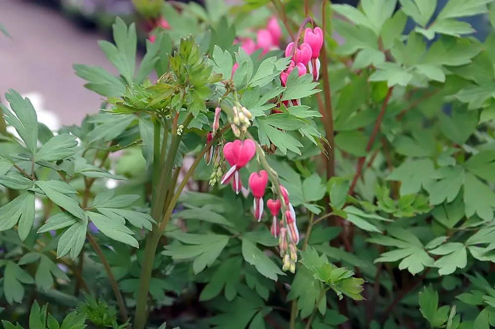 Common Bleeding Heart (Dicentra Spectabilis) — <br><br>This perennial is a quintessential component for woodlands or shade gardens