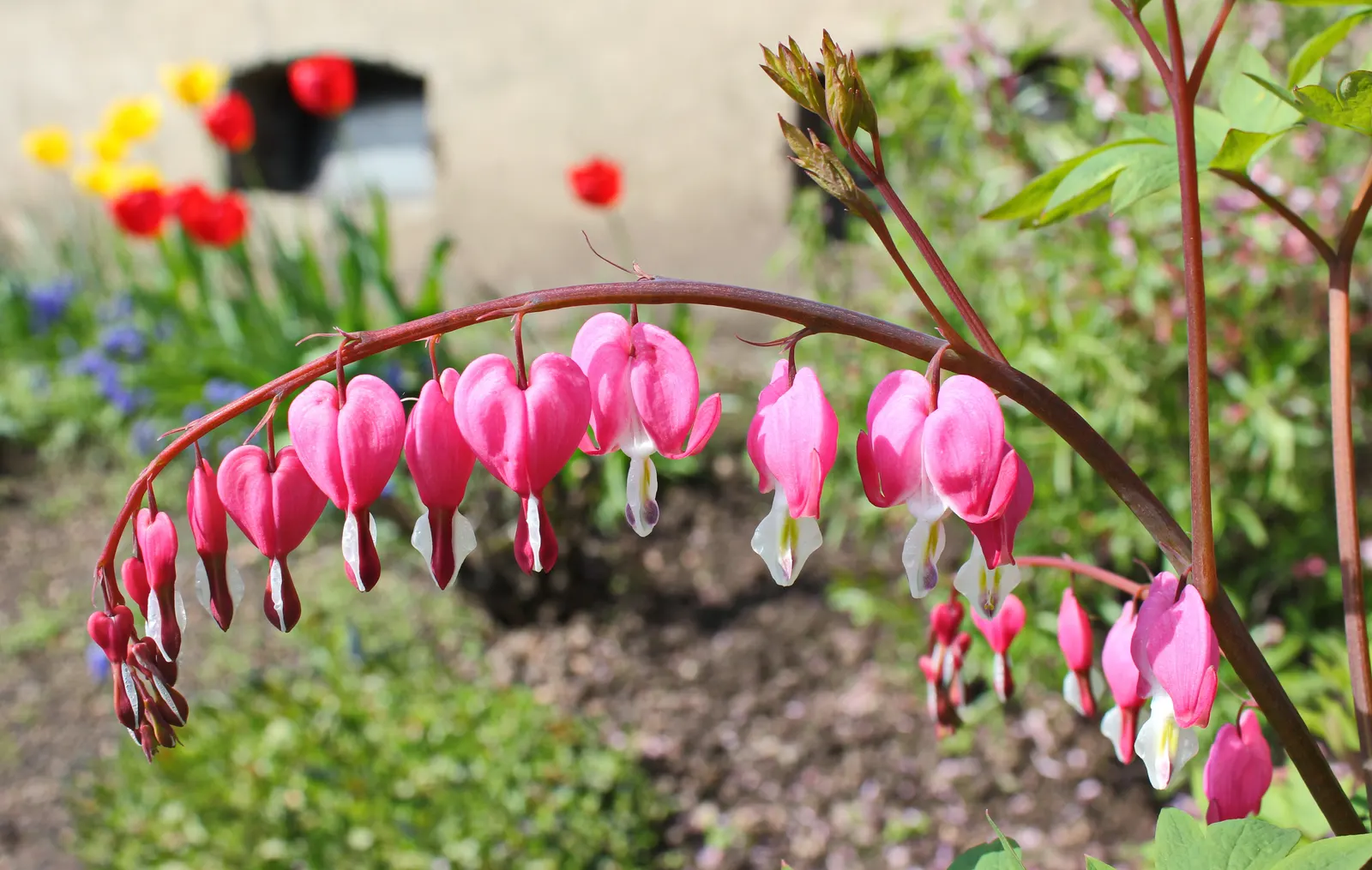 Common Bleeding Heart (Dicentra Spectabilis) — as this plant prefers a respite from the afternoon sun; blooming in spring to early summer