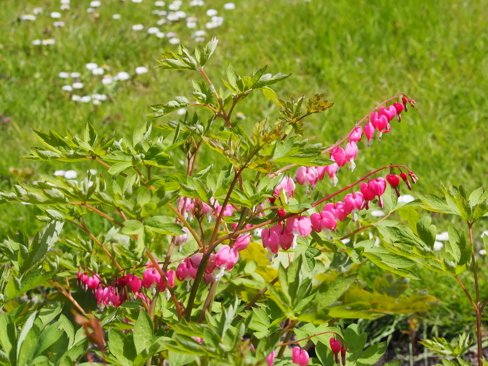 Common Bleeding Heart (Dicentra Spectabilis) — A rich, moist, well-draining soil, with a slightly acidic to neutral pH, will ensure optimal growth; this