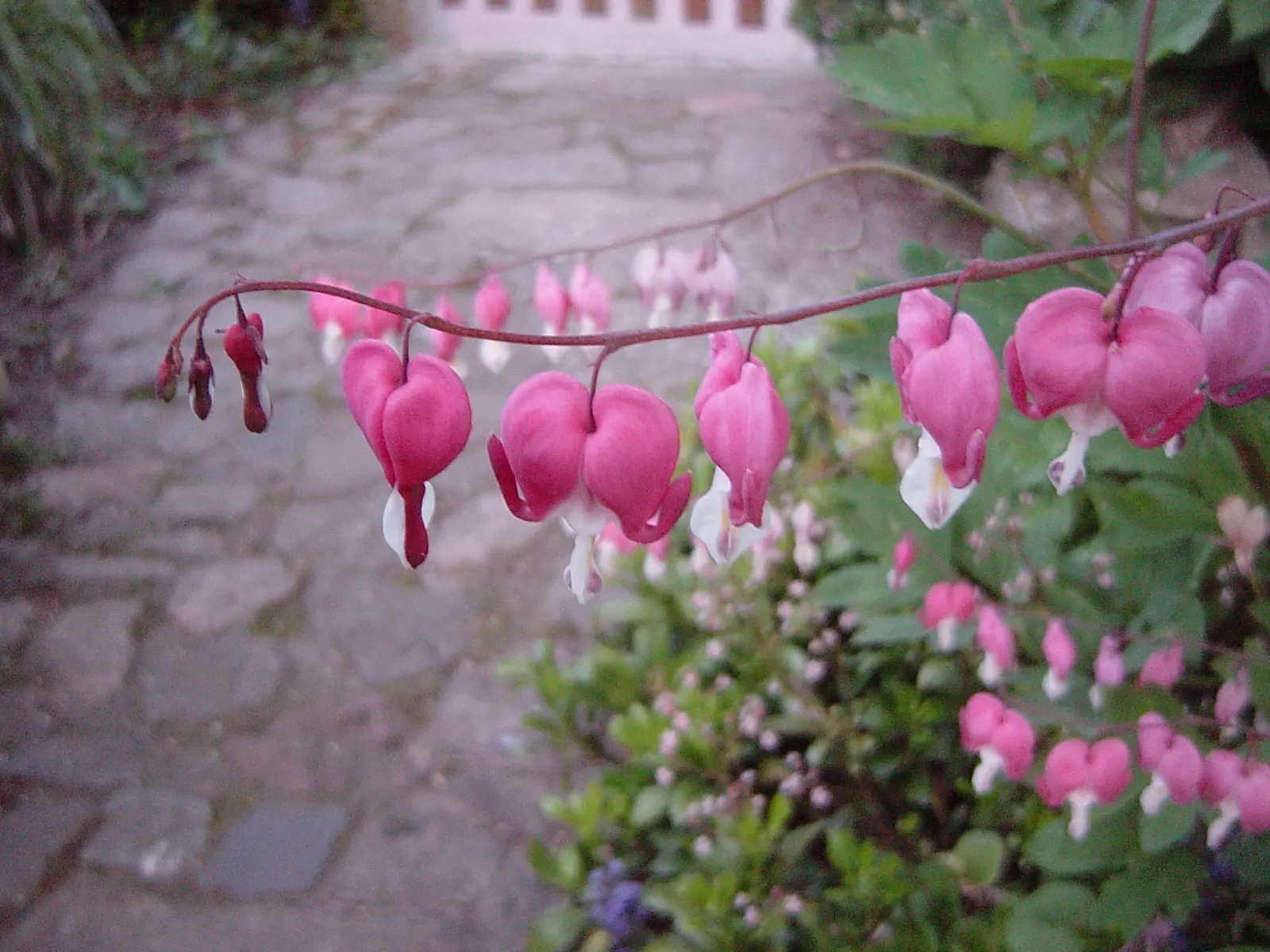 Common Bleeding Heart (Dicentra Spectabilis) — blooming in spring to early summer; each with a unique "bleeding heart" appearance, image 52