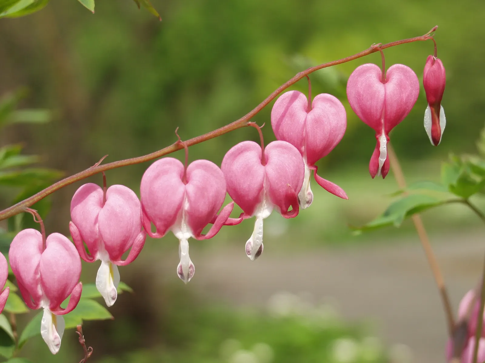 Common Bleeding Heart (Dicentra Spectabilis) — the Common Bleeding Heart requires little care beyond regular watering and a watchful eye for, image 45