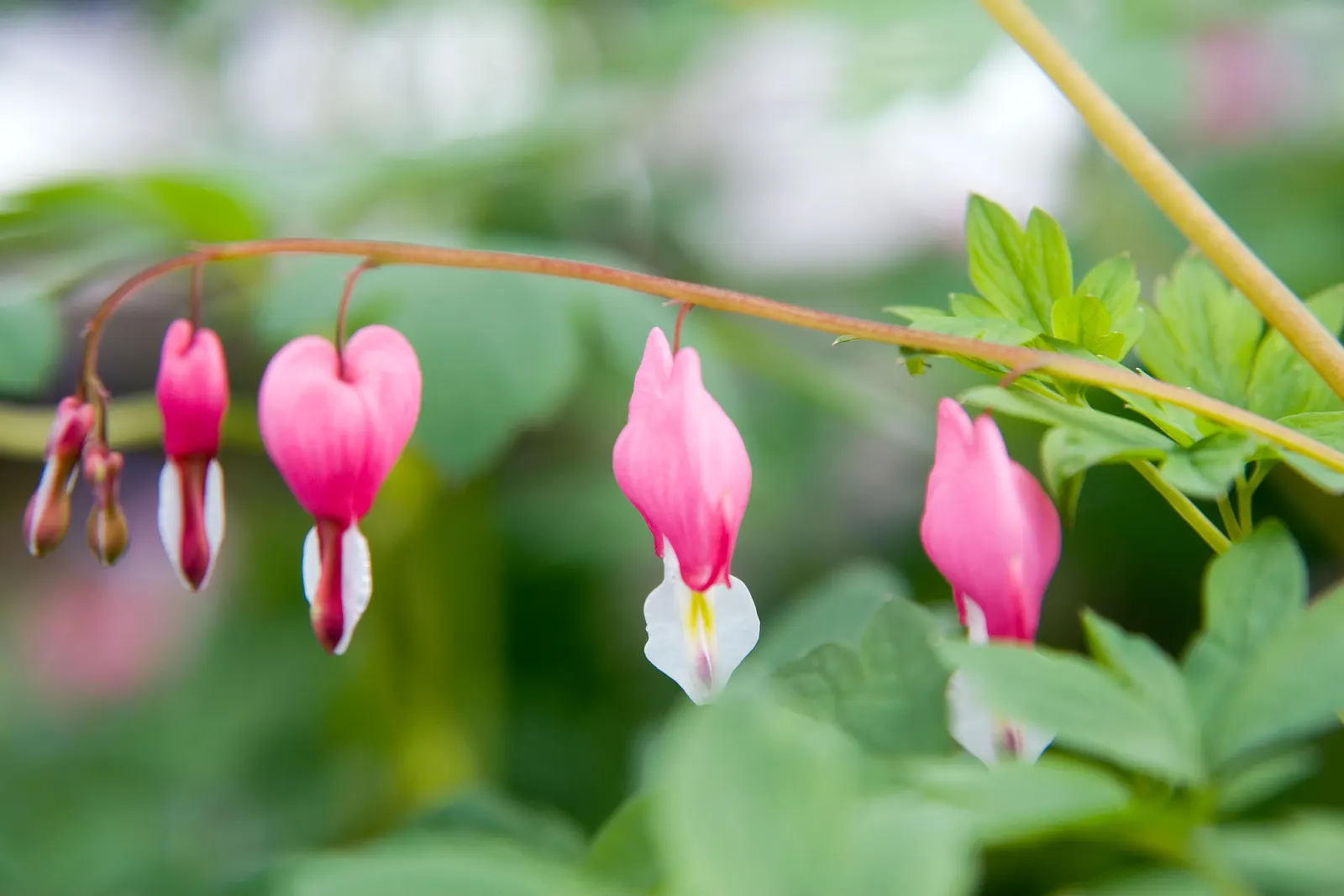 Common Bleeding Heart (Dicentra Spectabilis) — Ideal for woodland gardens, it offers striking foliage and requires minimal maintenance once established; is an