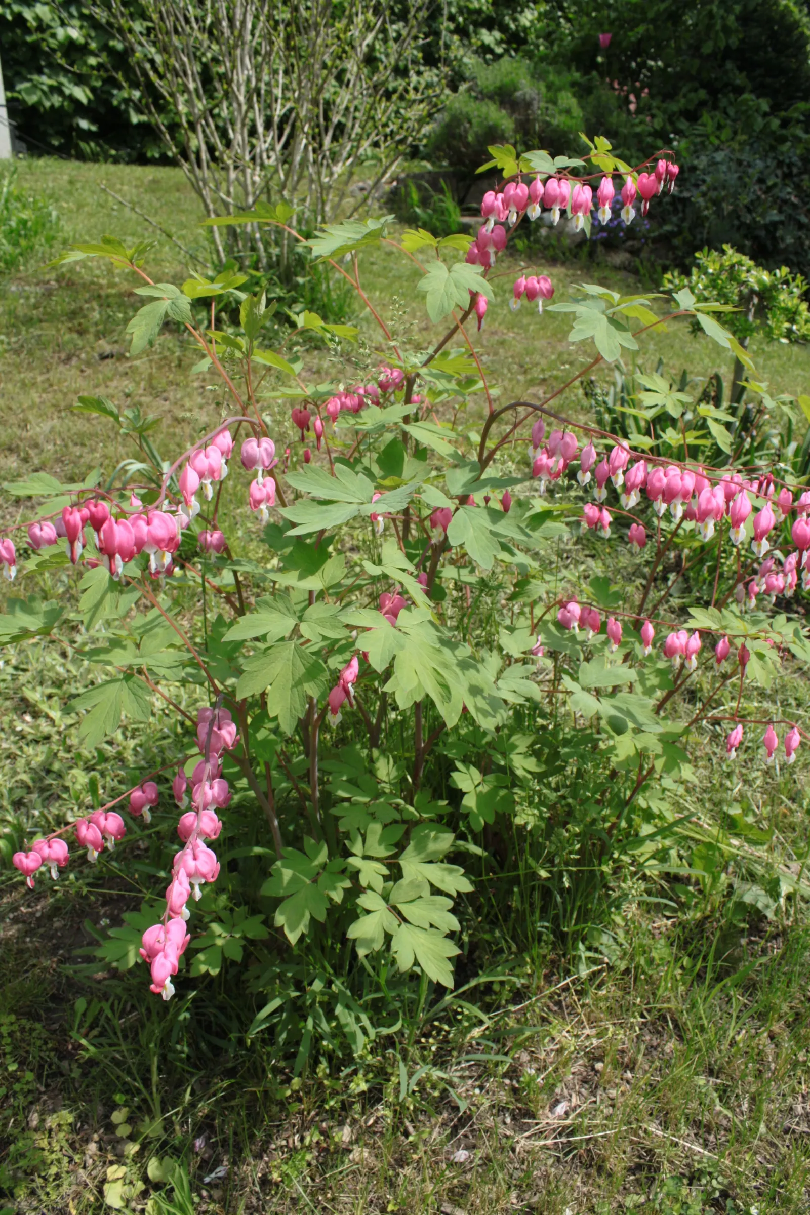 Common Bleeding Heart (Dicentra Spectabilis) — is an enchanting addition to any landscape design; during the late summer months, foliage may yellow and go